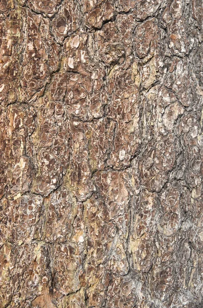 화려한 소나무 — 스톡 사진