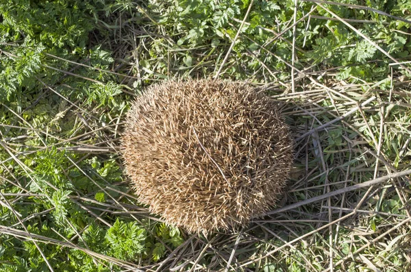 European hedgehog rolls into a ball in grass for protection, Bulgari
