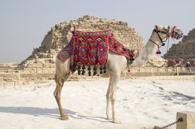 Deve süslü eyer closeup, Giza, Mısır ile dolaşmak