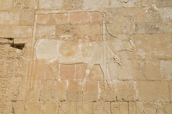 Relief a Hathor tehén a Hatsepszut Te a Hathor-kápolna — Stock Fotó