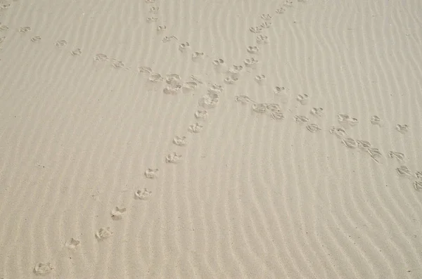 Intersecting birds footprints in the sand — Stock Photo, Image