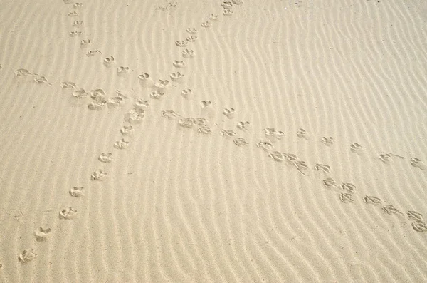 Przecinające się ptaki ślady stóp na piasku — Zdjęcie stockowe