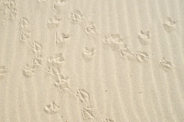 Пересекающиеся следы птиц на песке — стоковое фото