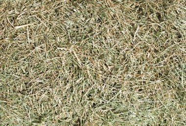 Yarı kurutulmuş çim mowed yakın çekim