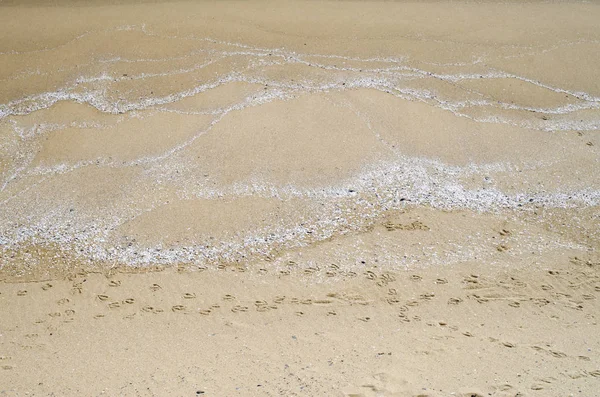 Sabbia Gialla Con Conchiglie Bianche Impronte Uccelli Sul Primo Piano — Foto Stock