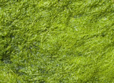 Bulgaristan 'ın Karadeniz kentinde nemli yeşil algler