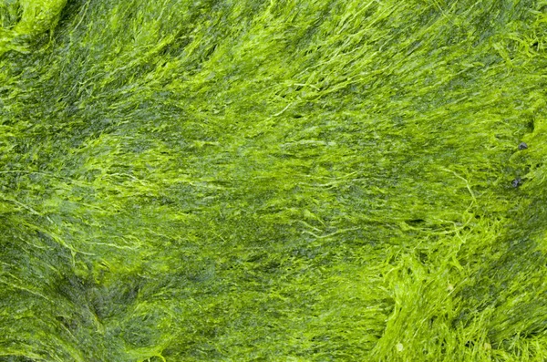 Mokrá zelená řasa v Černém moři, Bulharsko — Stock fotografie