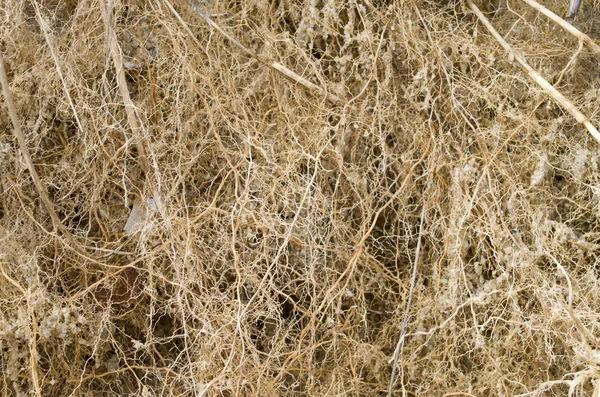 Багато маленьких заплутаних коренів тростини — стокове фото