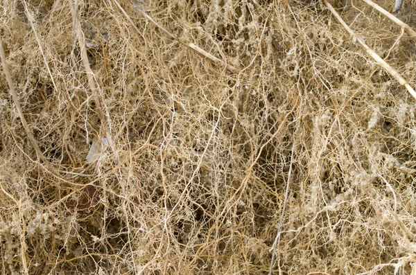 Veel kleine verstrikt wortels van riet — Stockfoto