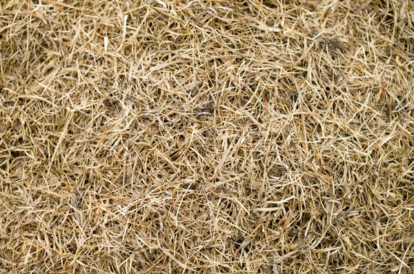Nahaufnahme von trockenem gemähtem Gras — Stockfoto