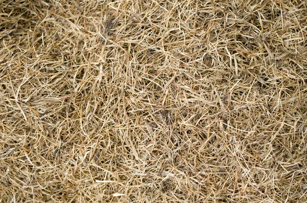 Droog gemaaid gras close-up — Stockfoto