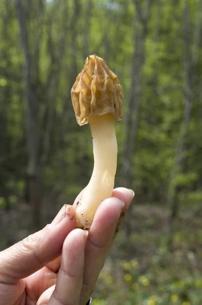 Frsh fungo di spugnola piccolo nella mano della donna — Foto Stock