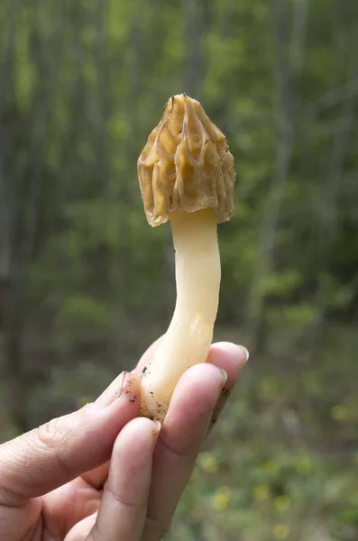 Frsh pequeno morel cogumelo na mão da mulher — Fotografia de Stock
