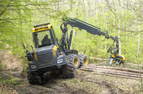 Maskin skördare arbetar hugga Pine Tree. — Stockfoto