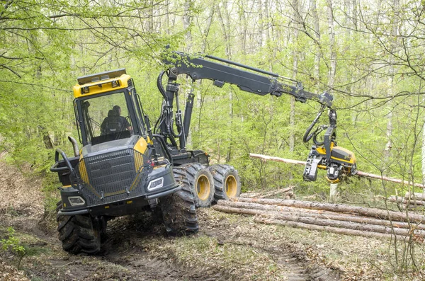 Machine Harvester working chopping pine tree — Stock Photo, Image