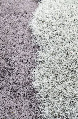 Yunan adasında canlı ve ölü çalı dalları closeup