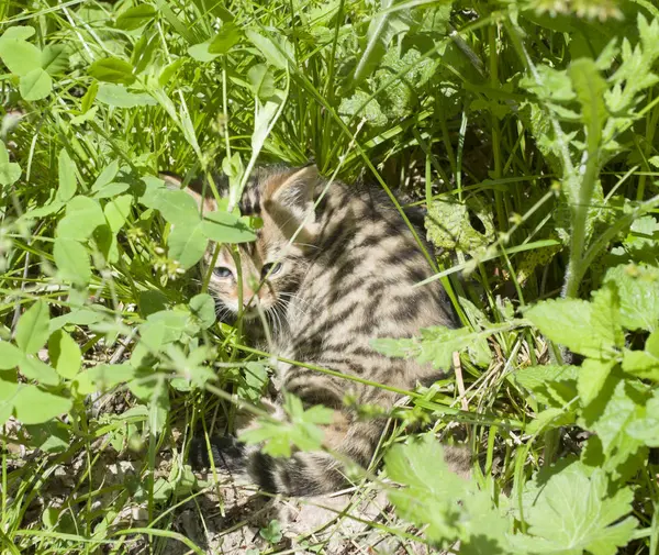 Kleine jonge Europese Wildcat verborgen in gras, Bulgarije, Europa — Stockfoto