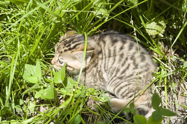 Malá mladá Evropská divoká kočka skrytá v trávě, Bulharsku, Evropě — Stock fotografie