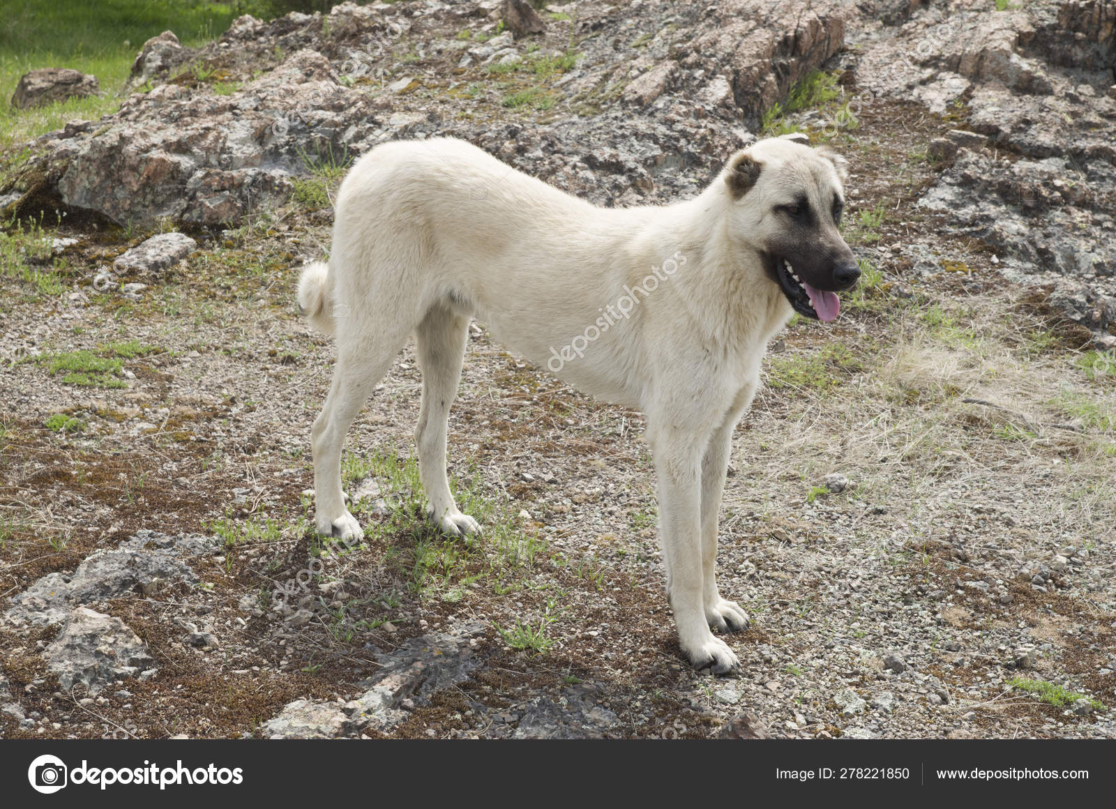 Kangal Shepherd dog standing on meadow — Stock Photo © isabela1966  #278221850, image size:1600x1160