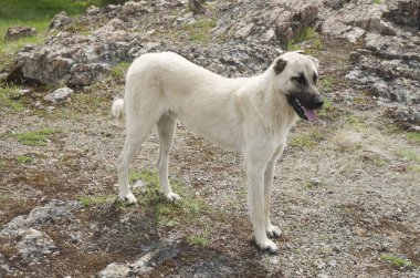 Çayırda duran Kangal Çoban köpeği
