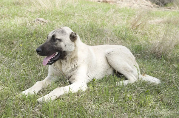 Kangal herdehund som ligger i gräset — Stockfoto