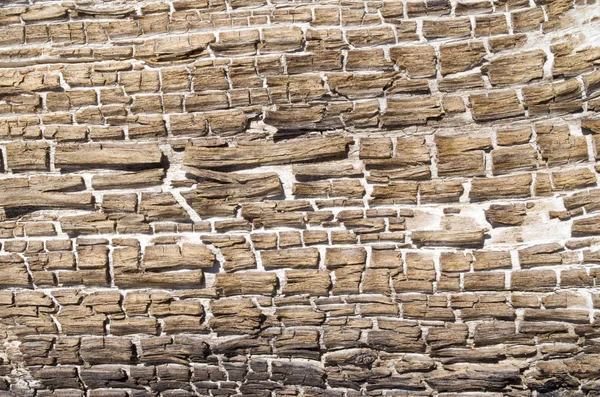 Bark of wood split into small pieces closeup — Stock Photo, Image