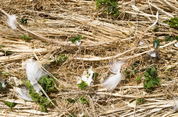 Dry grasses, twigs, green algae and white feathers — Stock Photo, Image