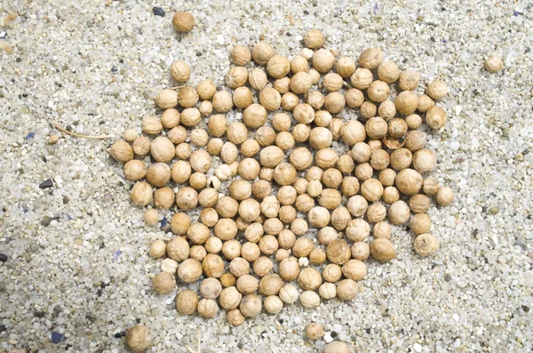 Molti semi secchi di cavolo marino su sabbia a primo piano di spiaggia — Foto Stock