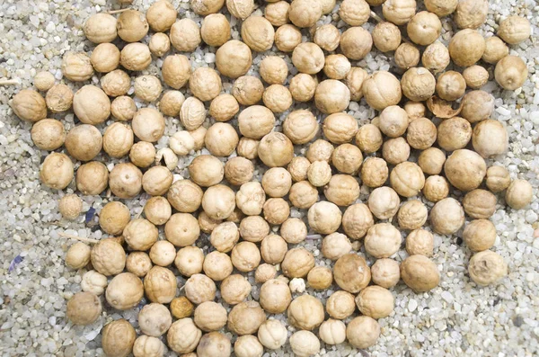 Plaj closeup kum üzerinde deniz lahanası birçok kuru tohumlar — Stok fotoğraf