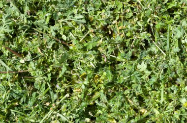 Taze biçilmiş yeşil çimen dolabı.