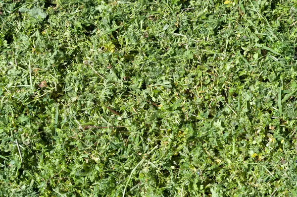 Frisch Gemähtes Grünes Gras — Stockfoto