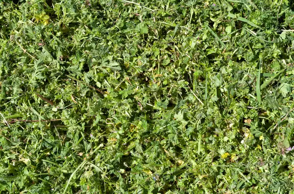 Świeżo Skoszona Zielona Trawa Closeu — Zdjęcie stockowe