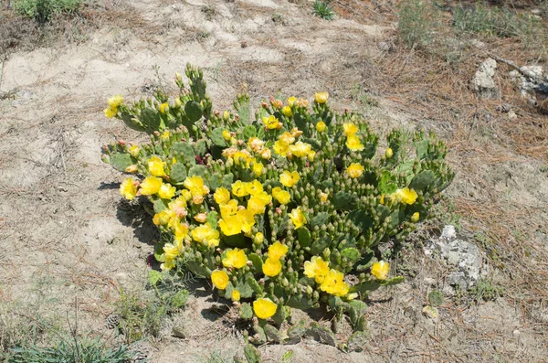 Cactus Opuntia Comúnmente Llamado Pera Espinosa Con Flores Amarillas Soleado — Foto de Stock