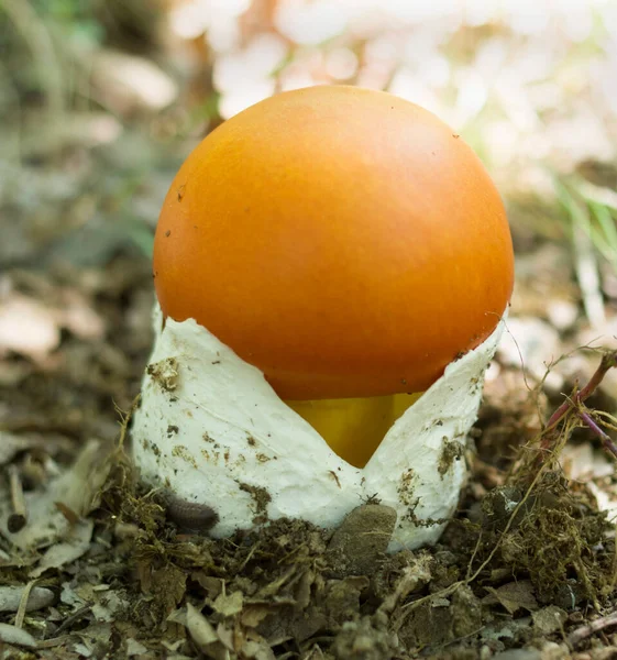 Joven Amanita Cesarea Conocida Como Hongo César Closeu —  Fotos de Stock