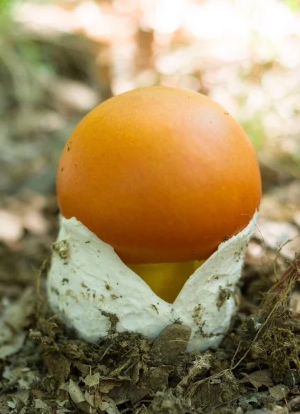 Young Amanita Caesarea Known Caesar Mushroom Closeu — Stock Photo, Image