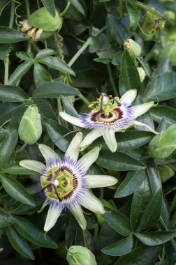 Toplam mavi tutku çiçeğinin tomurcukları ve çiçekleri
