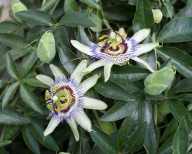 Toplam mavi tutku çiçeğinin tomurcukları ve çiçekleri