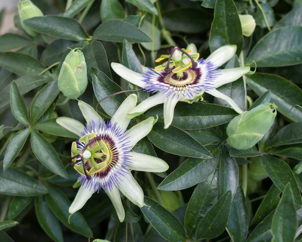 Toplam mavi tutku çiçeğinin tomurcukları ve çiçekleri
