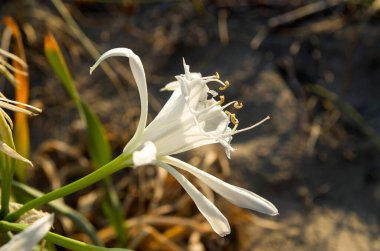 Pancratium maritimum, ya da Silistar, Bulgaristan, Europ 'taki deniz nergisi.