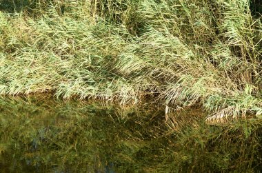 Sazlıklar ve akarsudaki yansımaları