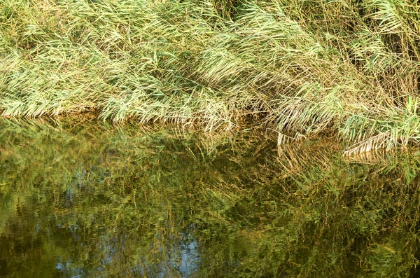 Rieten Hun Reflectie Het Rivierwater — Stockfoto