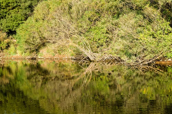 Rieten Bomen Hun Reflectie Het Water Van Rivier — Stockfoto