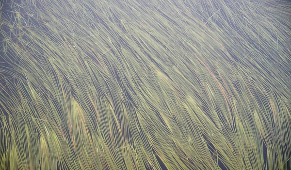 Groen Watergras Helder Bergmeer Dat Het Water Bedekt Bulgarije Europ — Stockfoto