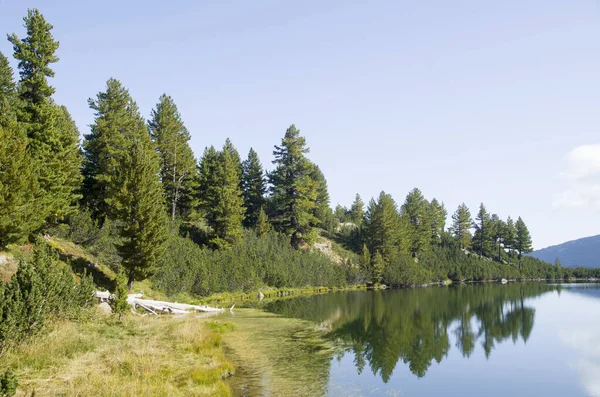 Mountain Lake Surrounded Pines Dwarfs Reflections Wate — Stock Photo, Image