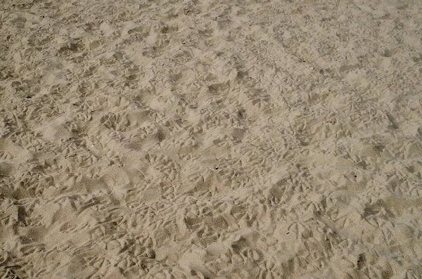 Sand Med Många Fotavtryck Fåglar — Stockfoto