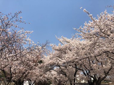 Mavi gökyüzü arka planına sahip pembe ve beyaz kiraz çiçekleri. Güzel fotoğraf, alttan yukarı görüntü.