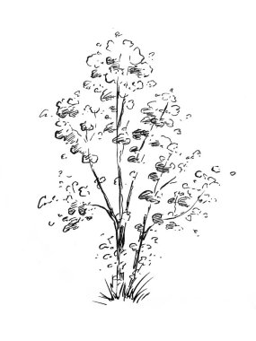 İzole edilmiş güzel orman ağacı. 