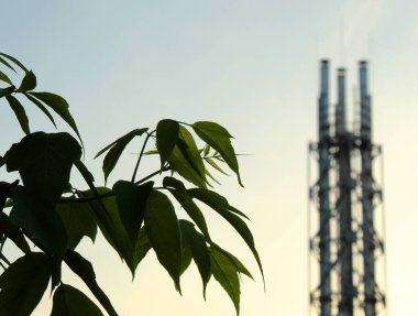 Ağaçtaki yeşil yapraklar 