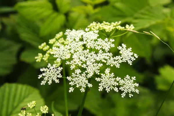 緑の野に白い花が — ストック写真