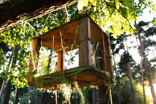 Antigua Casa Pájaros Árbol —  Fotos de Stock